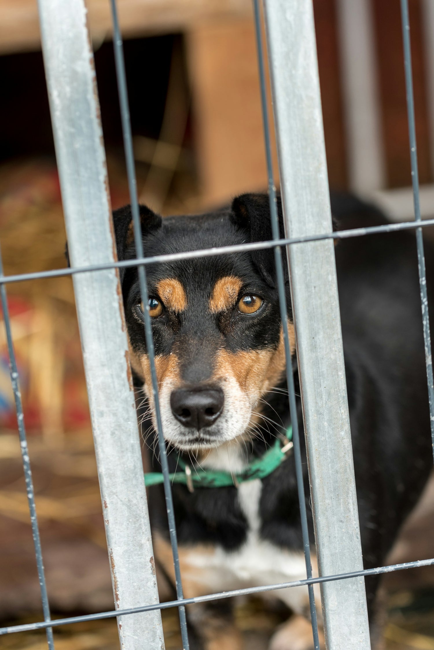 Pet Gates & Kennels